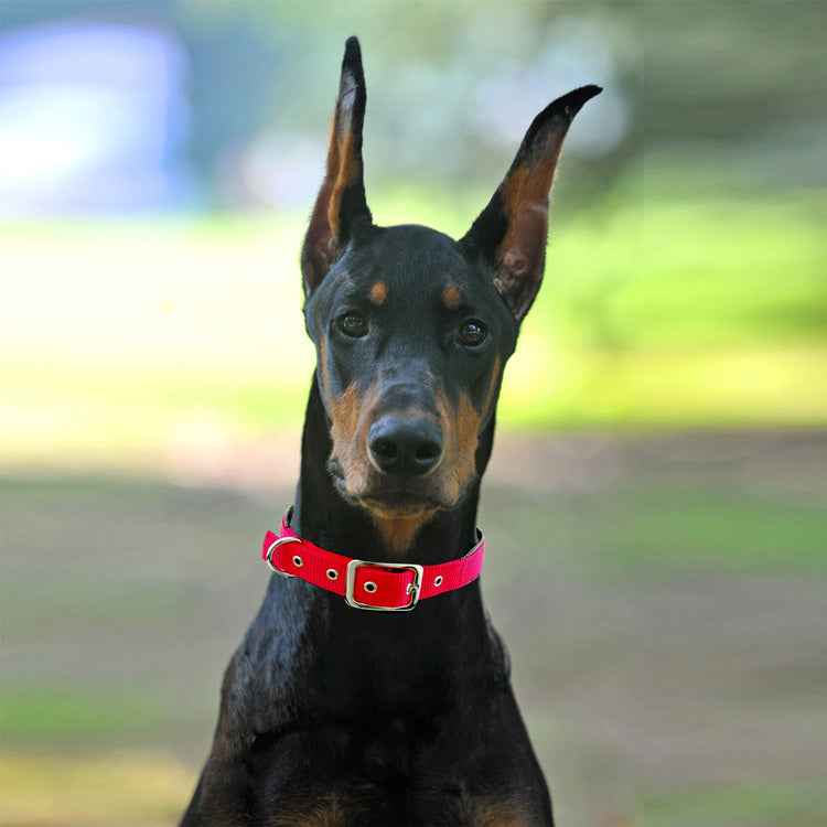 Medium and large dog collars - ClickNbuy